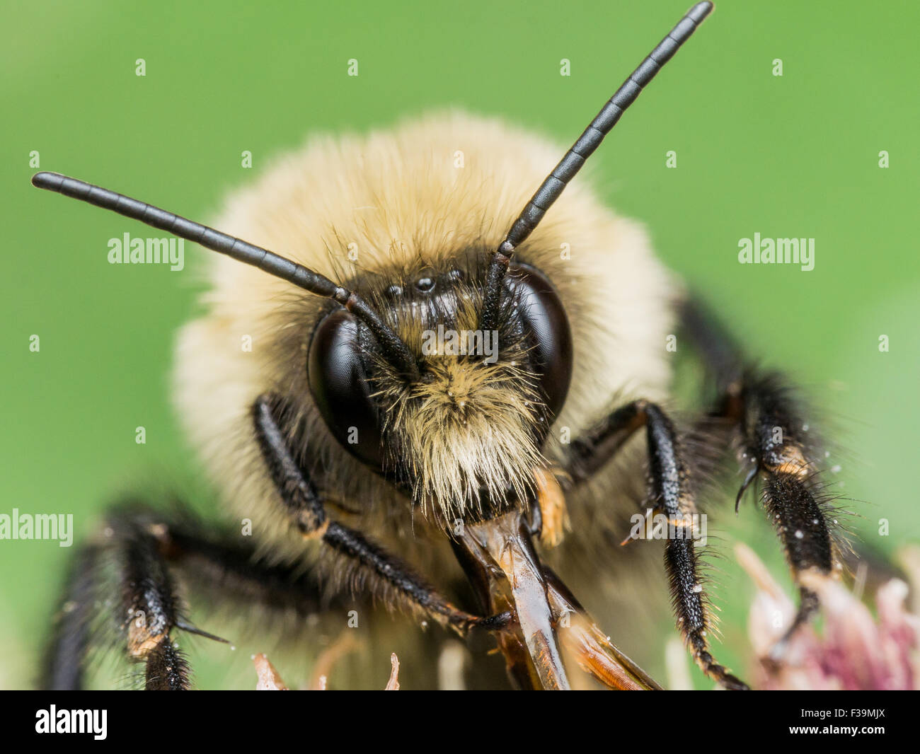 Bumble bee jaune bouche rouge en pièces. Avec fleur sur fond vert. Banque D'Images
