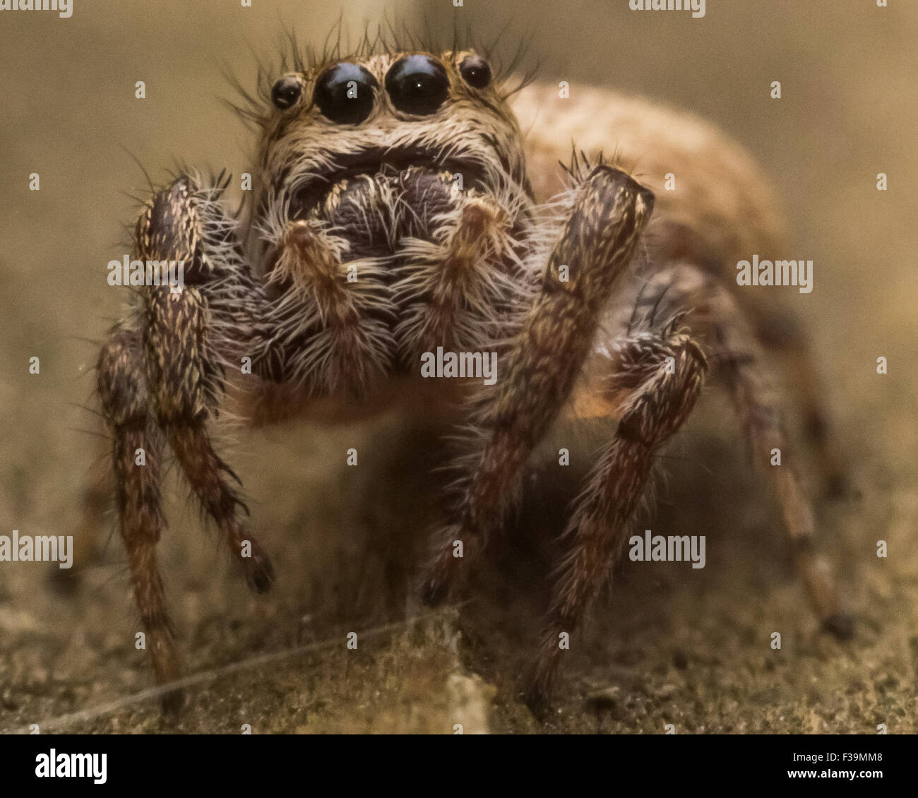 Araignée sauteuse brun avec de grands yeux noirs magazines web Banque D'Images