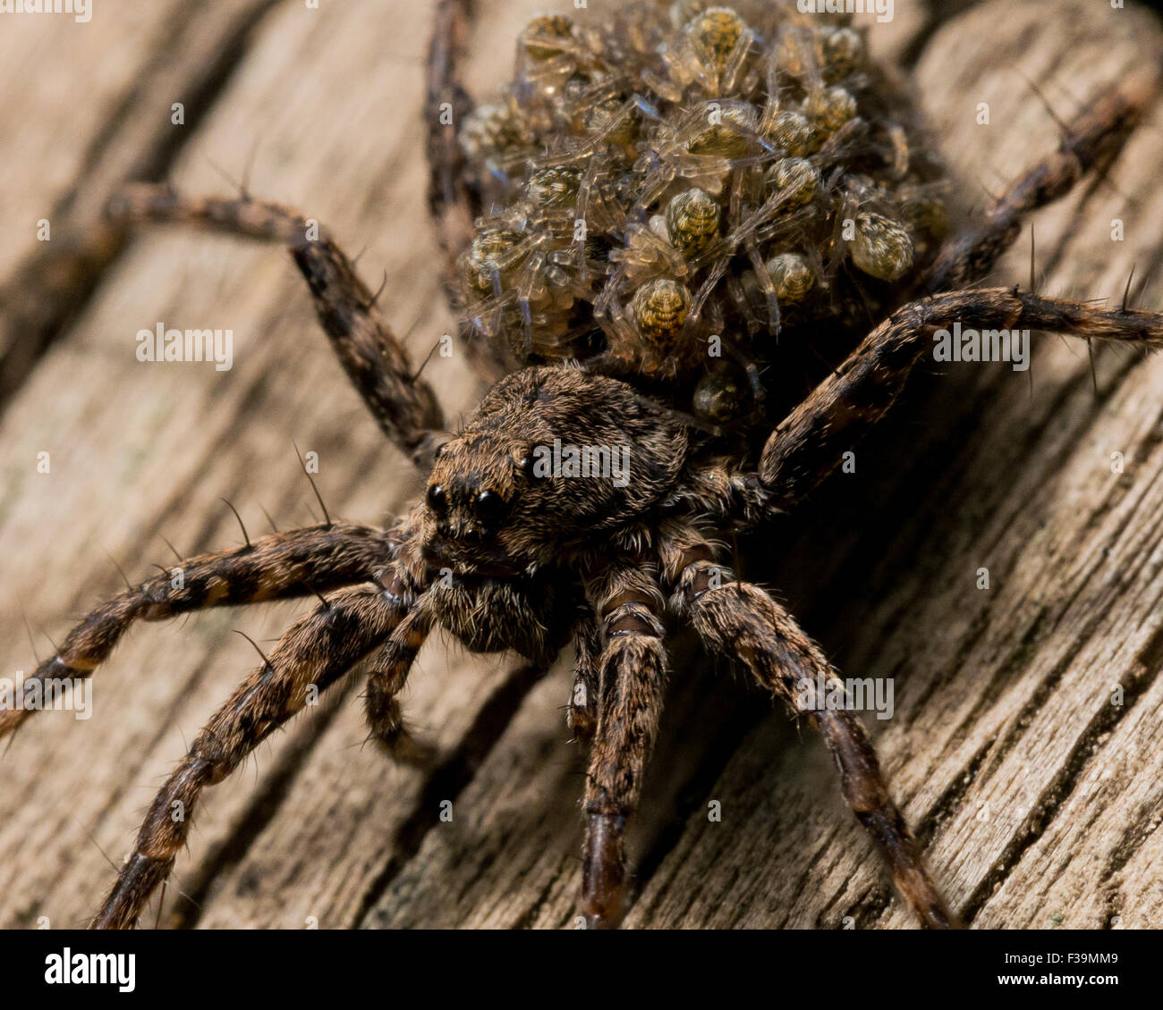 Araignée-loup mère bébé caries araignées sur son dos Banque D'Images