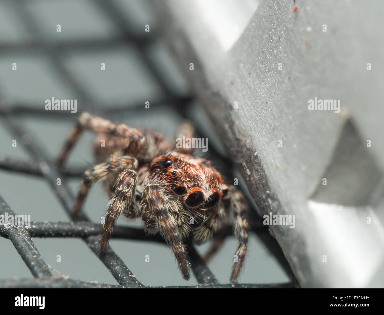 Araignée sauteuse adolescent mignons avec de grands yeux se cache à côté de l'écran de la fenêtre Banque D'Images