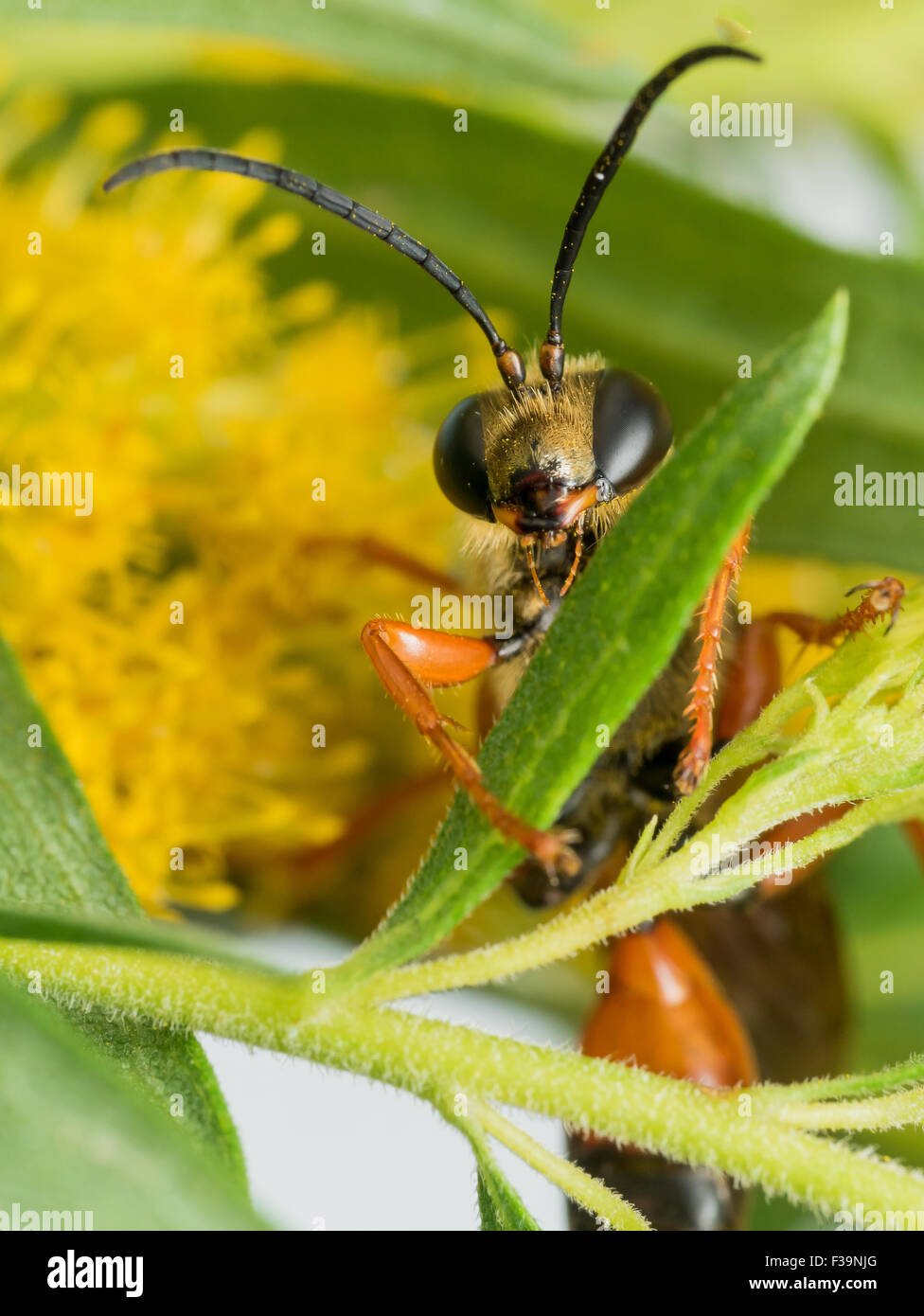 Vue frontale du grand golden digger wasp sur feuille verte avec fleur jaune en arrière-plan Banque D'Images