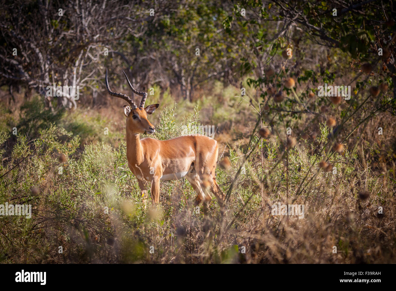 [Impala Aepyceros melampus] Banque D'Images