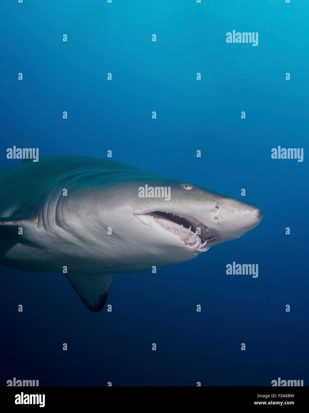 Close-up of a sand tiger shark au large de la côte de la Caroline du Nord. Banque D'Images