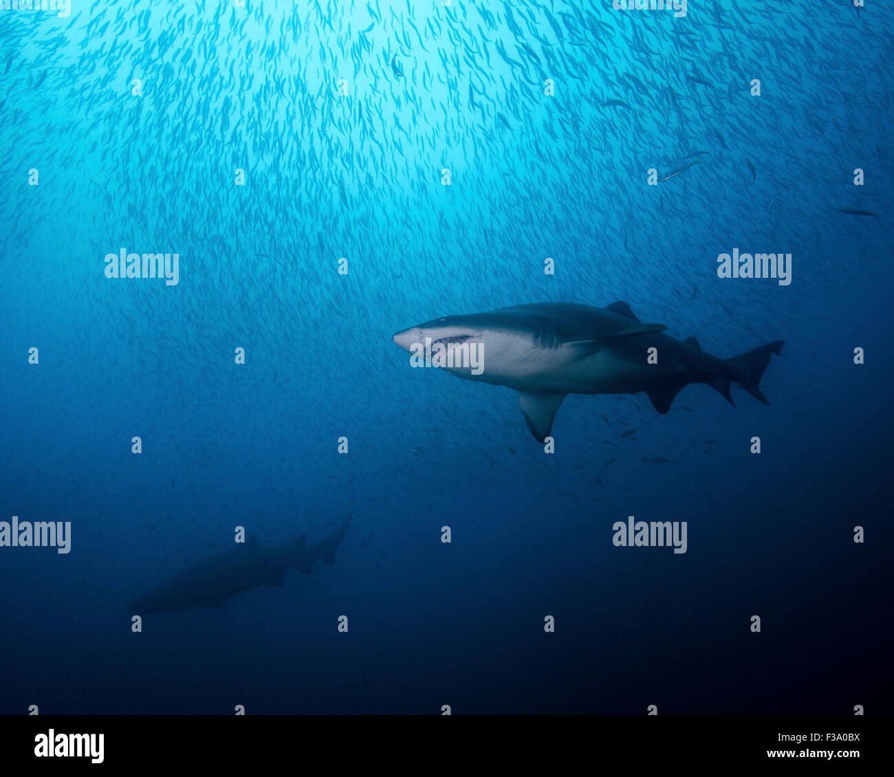 Un sand tiger shark et l'école de cigare en boule au large de la côte de la Caroline du Nord. Banque D'Images