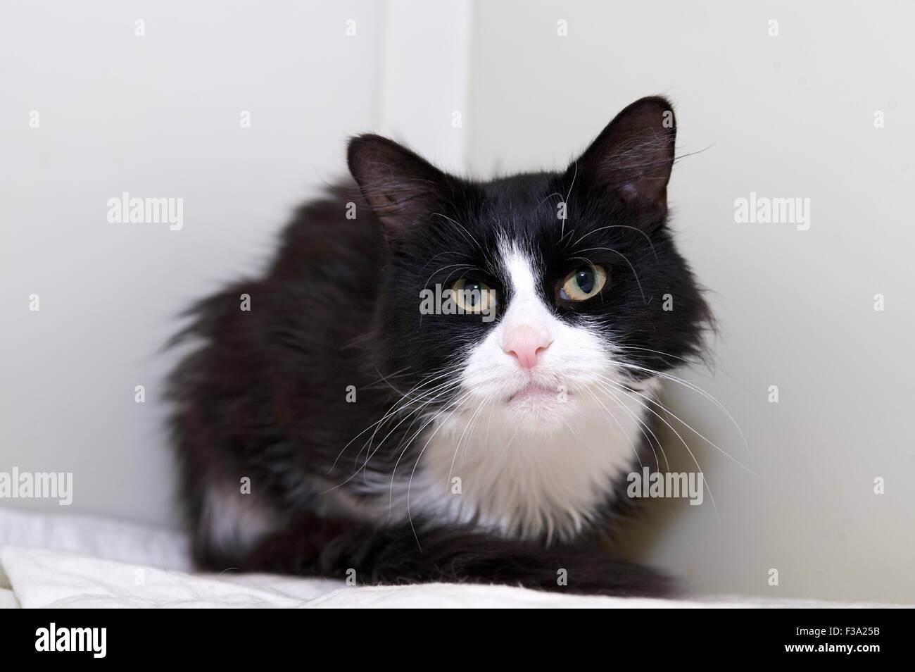 Long Haired Chat Noir Et Blanc Avec Un Joli Nez Rose Photo Stock Alamy