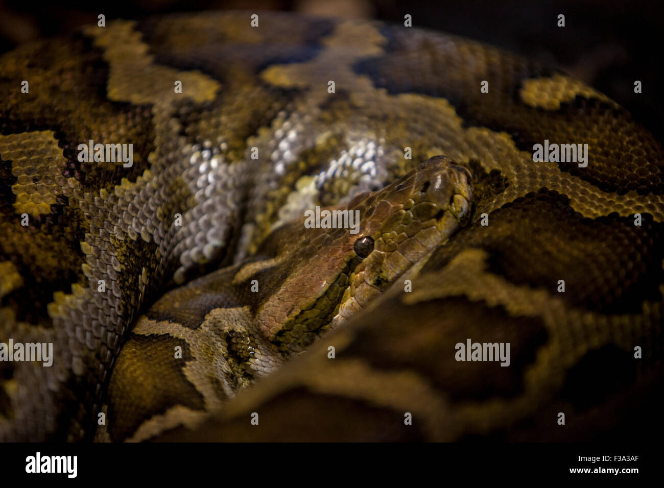 Python réticulé ou Python reticulatus sur l'obscurité Photo Stock - Alamy