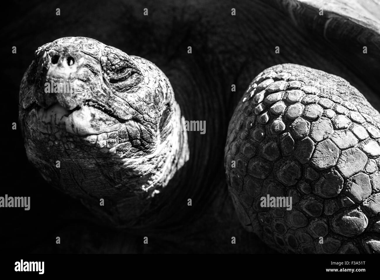 Galapagos tortue ou tortue géante des Galapagos, Chelonoidis nigra tourné en noir et blanc. Banque D'Images