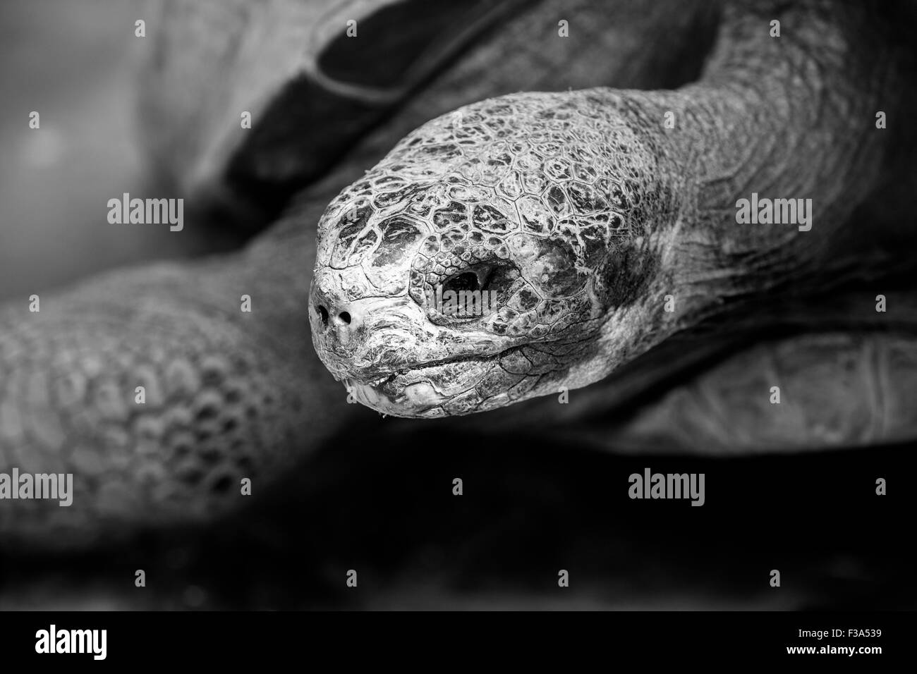 Galapagos tortue ou tortue géante des Galapagos, Chelonoidis nigra tourné en noir et blanc. Banque D'Images
