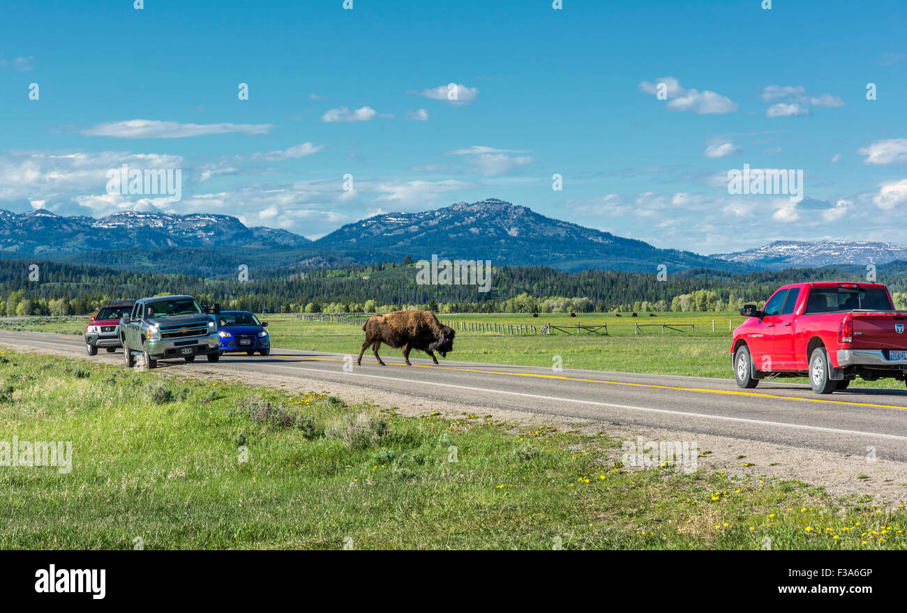 Wyoming, Grand Teton National Park, le trafic en attente de Bison dans le cross road Banque D'Images