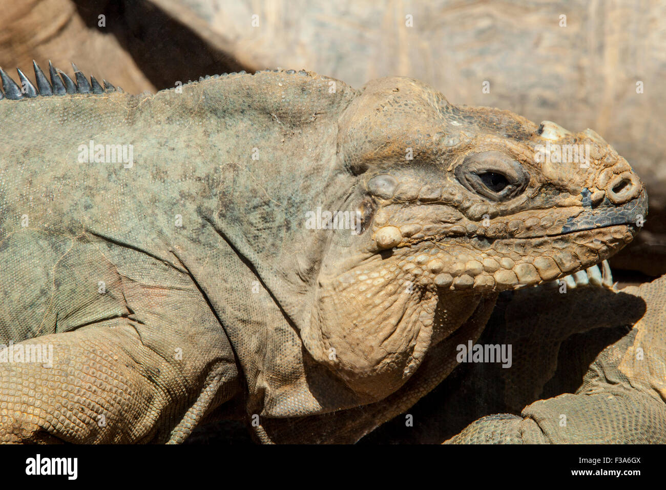 Iguane rhinocéros, cyclura cornuta portrait de profil Banque D'Images