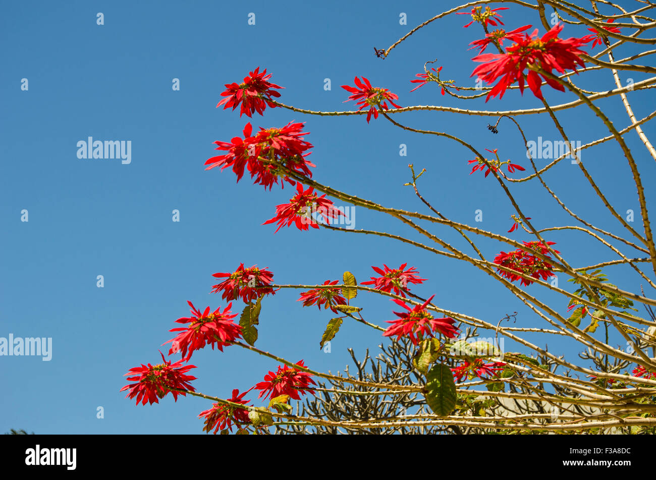 Beau Soleil arbre poinsettia sauvage en fleurs sur fond de ciel Banque D'Images