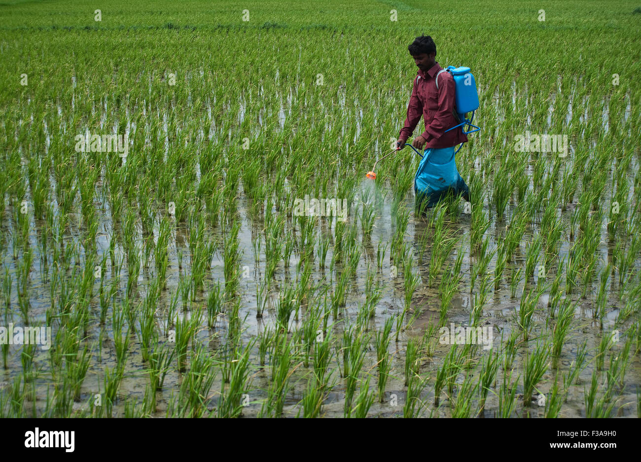 Man spraying pesticide dans un champ de riz (Inde) Banque D'Images