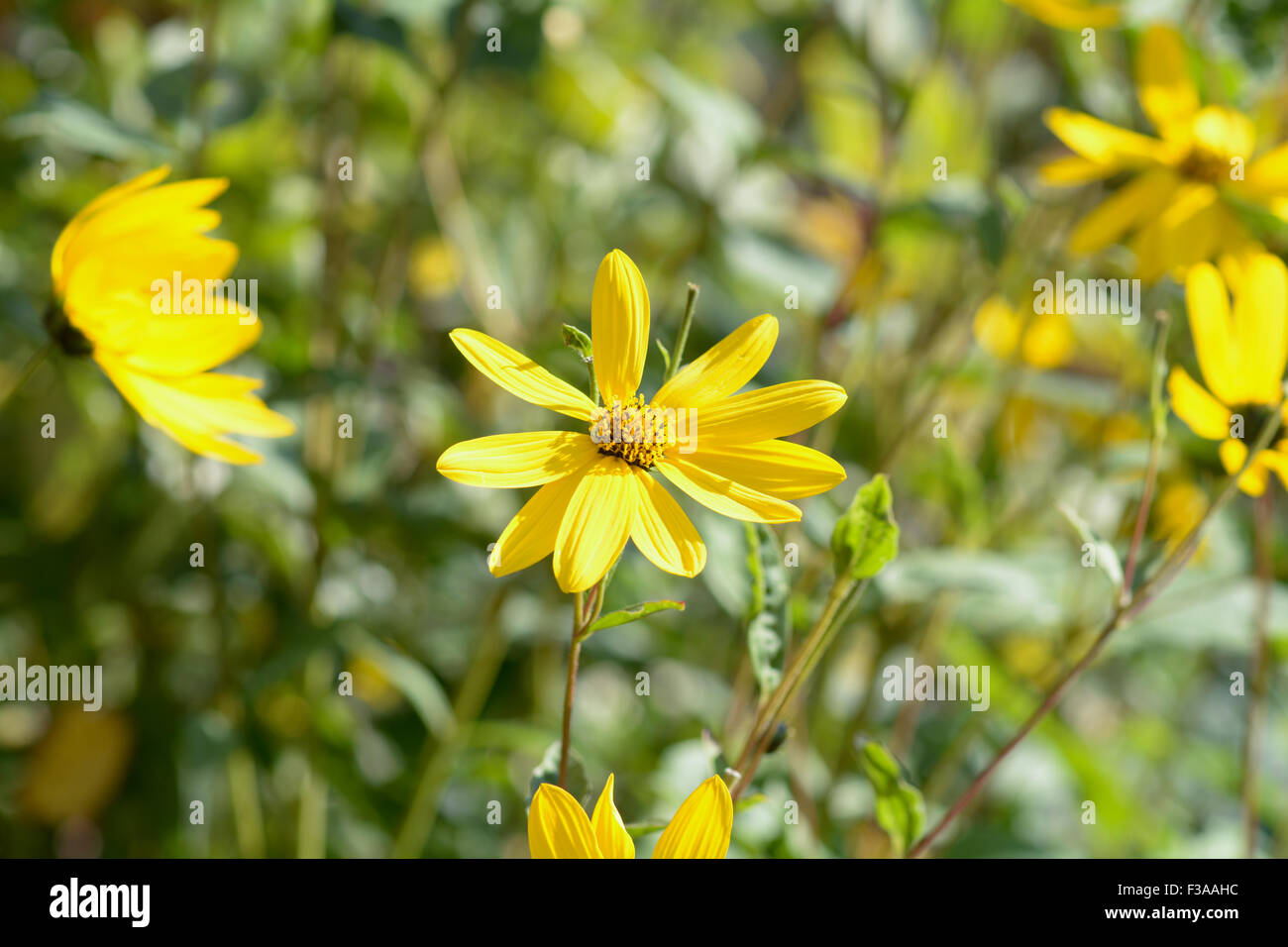 Aster d'or (heterotheca subaxillaris) Flowers in garden Banque D'Images