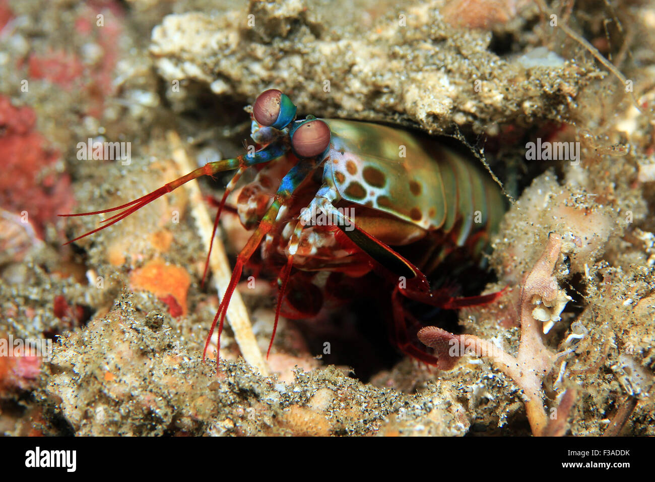 Peacock (Odontodactylus Scyllarus Crevette Mantis, alias Mantis, crevette Arlequin Crevettes Mantis peint, clown, Looki Mantis Shrimp) Banque D'Images