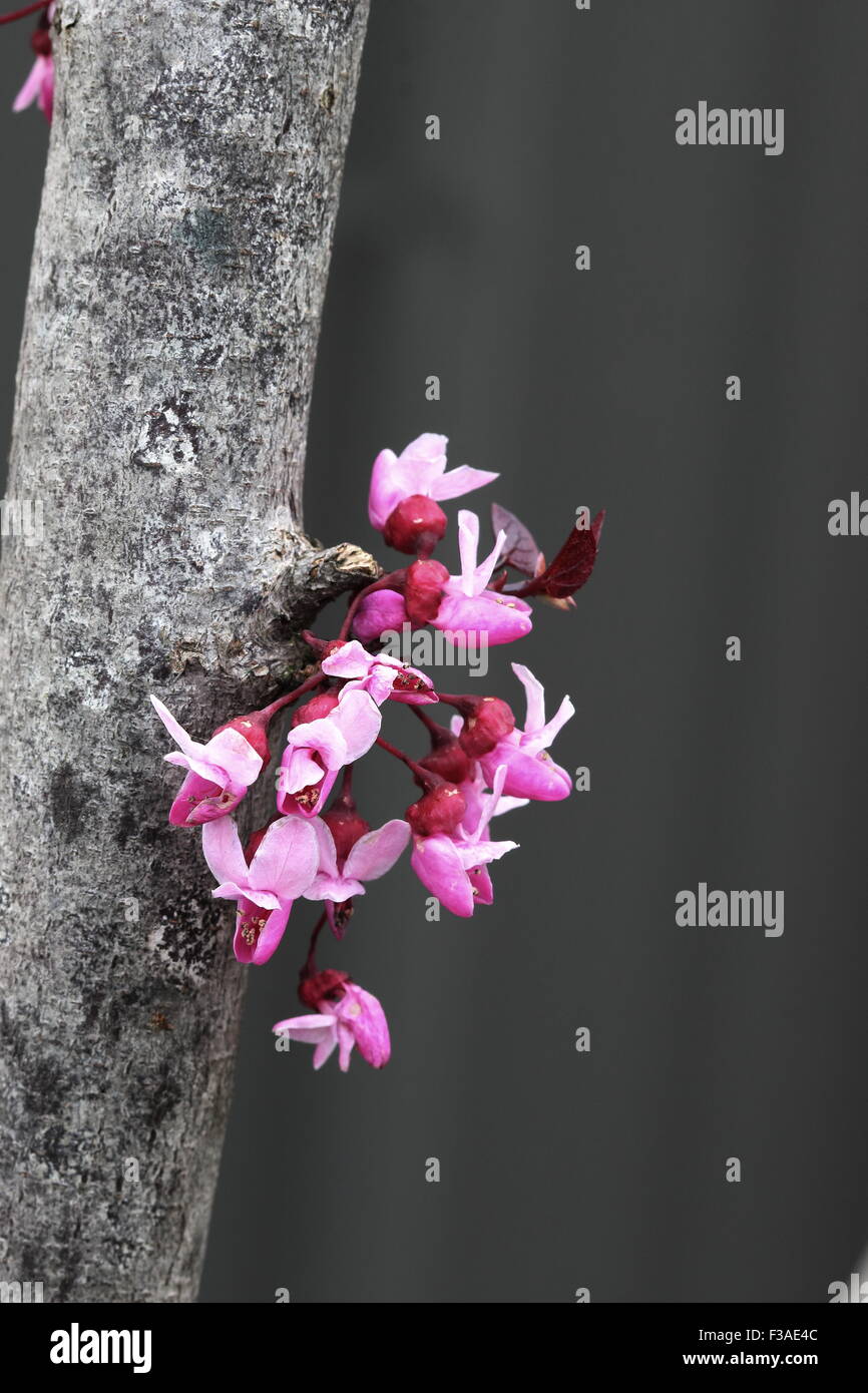 Fleurs de Cercis canadensis ou également connu sous le nom de Forest Pansy Banque D'Images