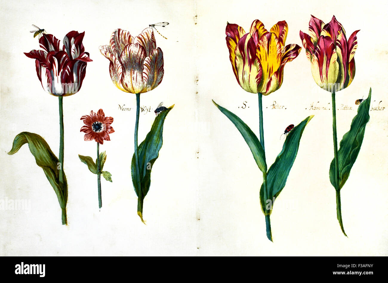 À partir d'une feuille de Livre des tulipes 1640 Jacob Marrel 1614 - 1681 Pays-Bas Néerlandais Banque D'Images