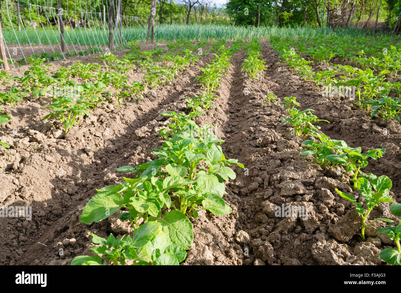 Pommes de terre bio de plus en plus dans le nord de la Bulgarie à l'été Banque D'Images