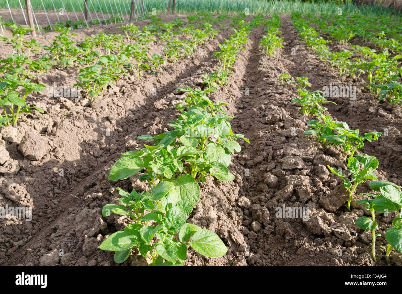 Pommes de terre bio de plus en plus dans le nord de la Bulgarie à l'été Banque D'Images