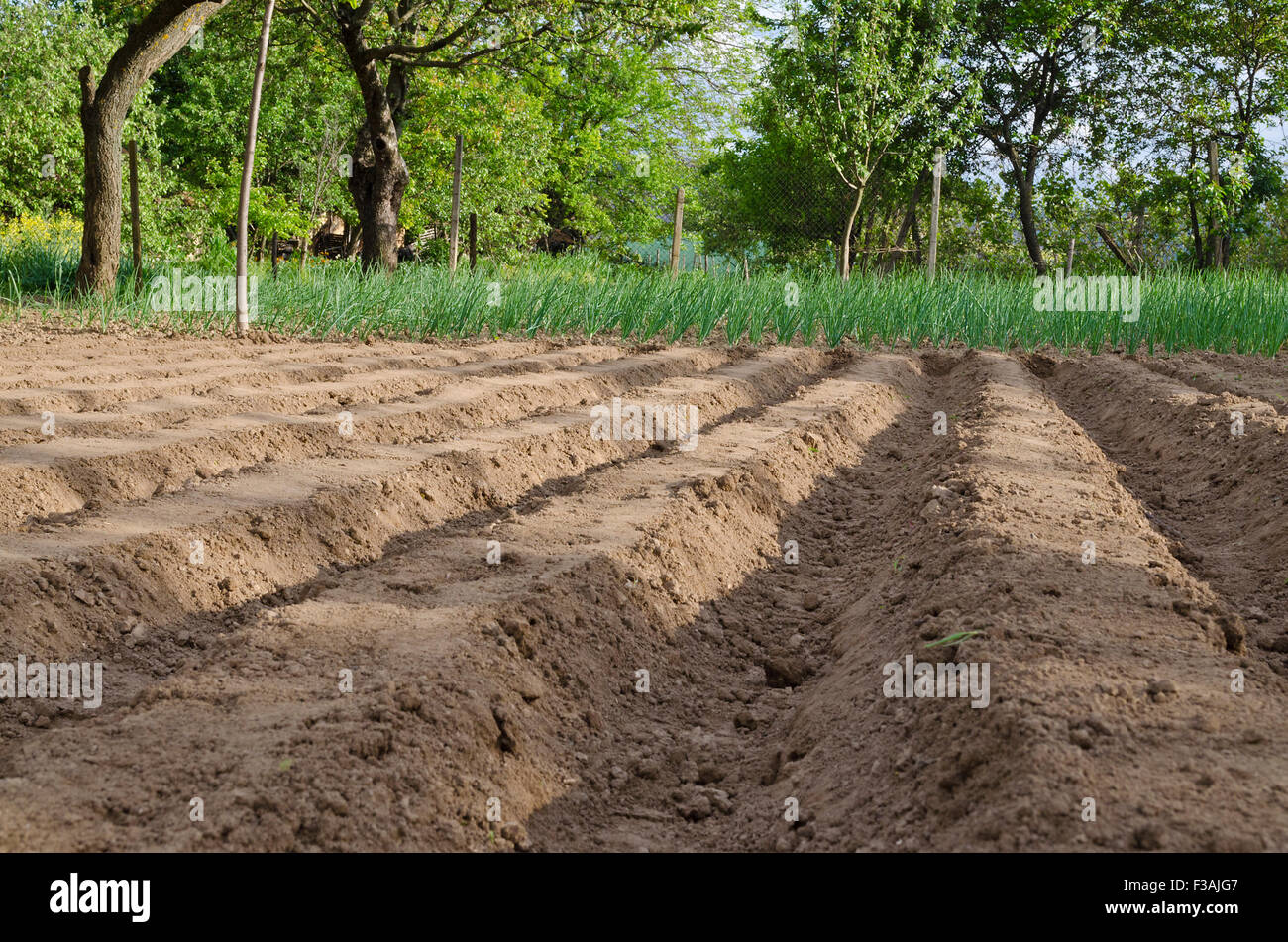 Champ labouré dans le nord de la Bulgarie à l'été Banque D'Images