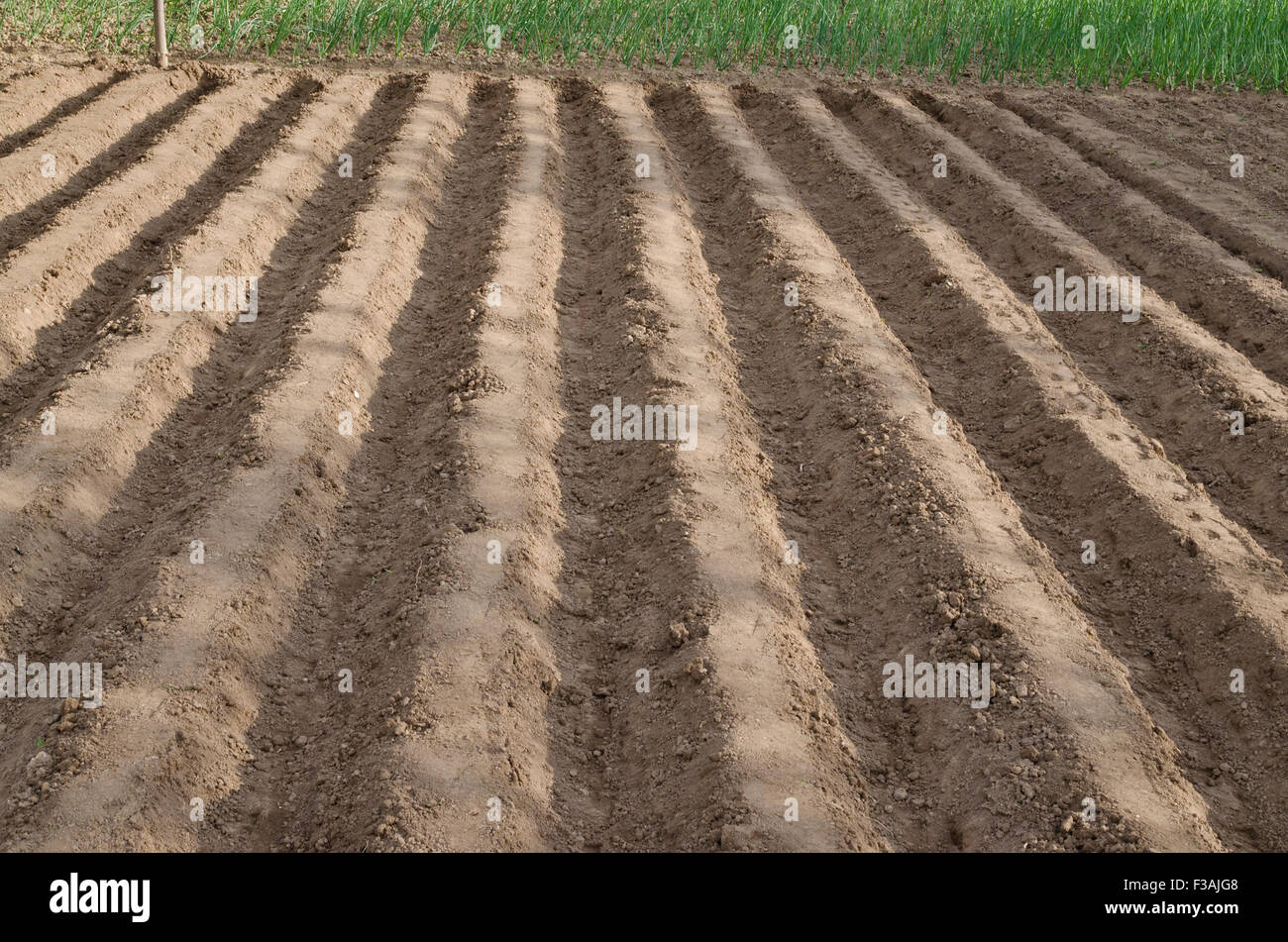 Champ labouré dans le nord de la Bulgarie à l'été Banque D'Images