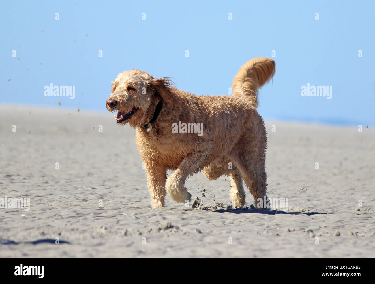 Un animal de compagnie golden doodle chien bénéficiant d'une exécution sur la plage lors d'une journée ensoleillée en été. Banque D'Images