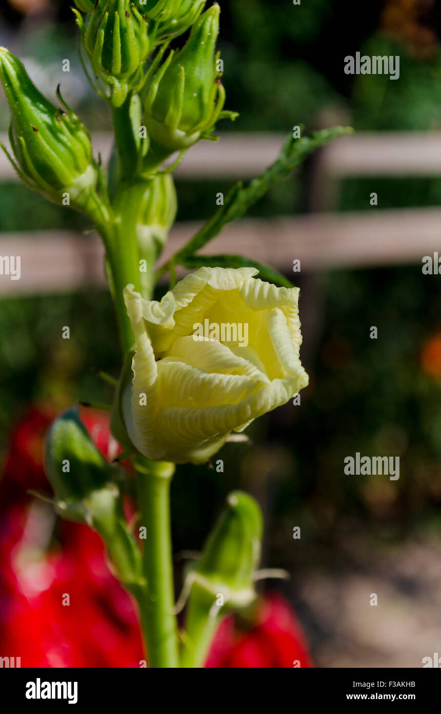 Les légumes bio de plus en plus dans le nord de la Bulgarie Banque D'Images