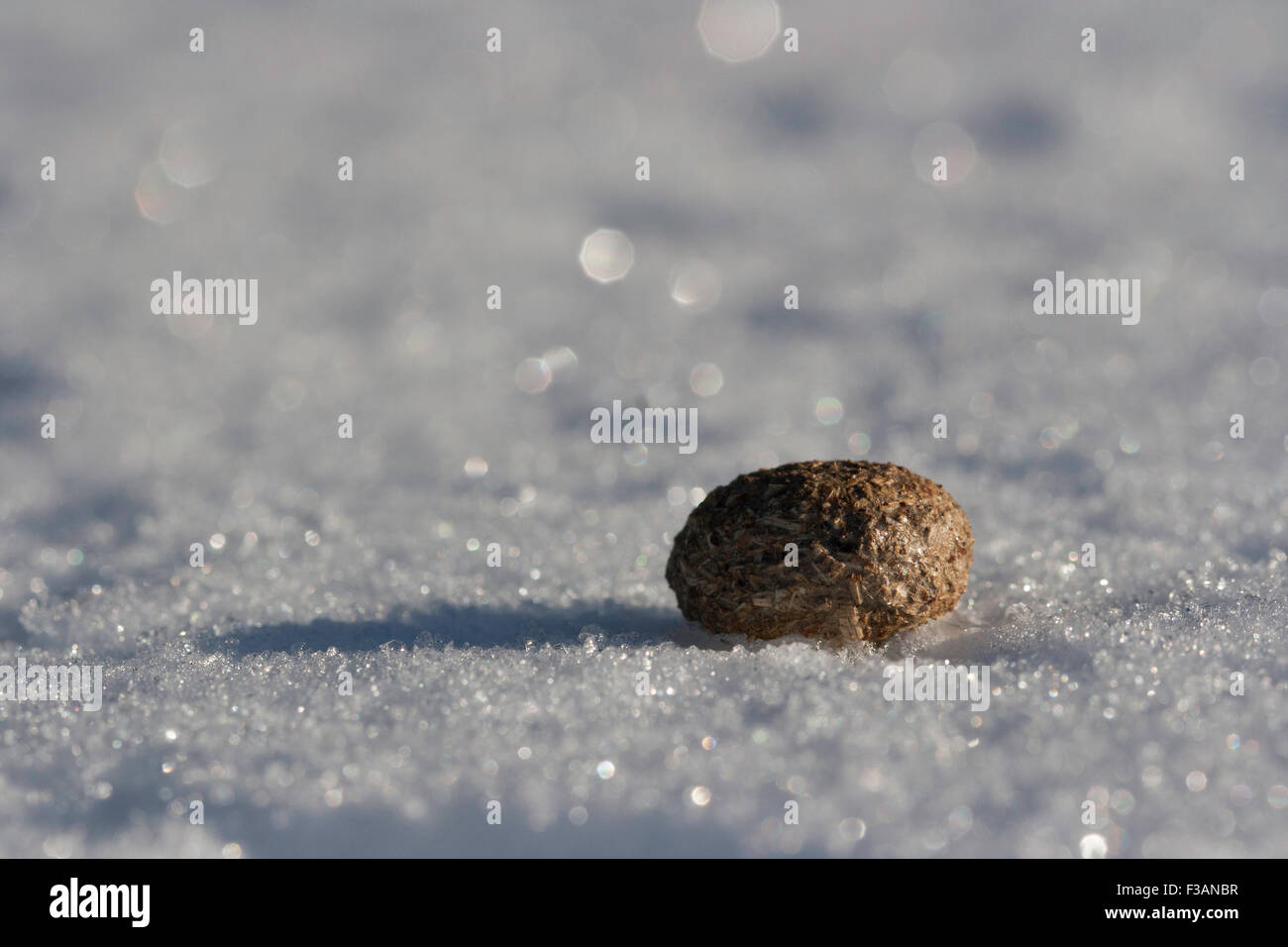 Hare poo sur la neige. Banque D'Images