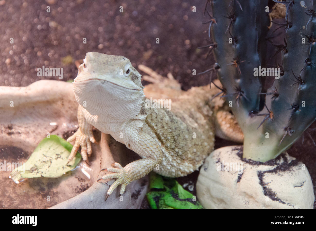 Le lézard vert vous regarde dans son aquarium, vous sourit ! Banque D'Images