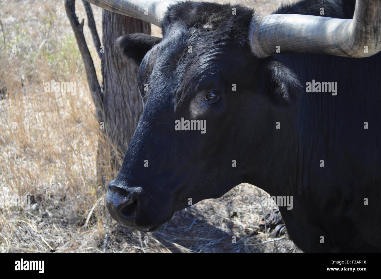 Sur une vache Texas Longhorn cattle station dans le Queensland, Australie Banque D'Images