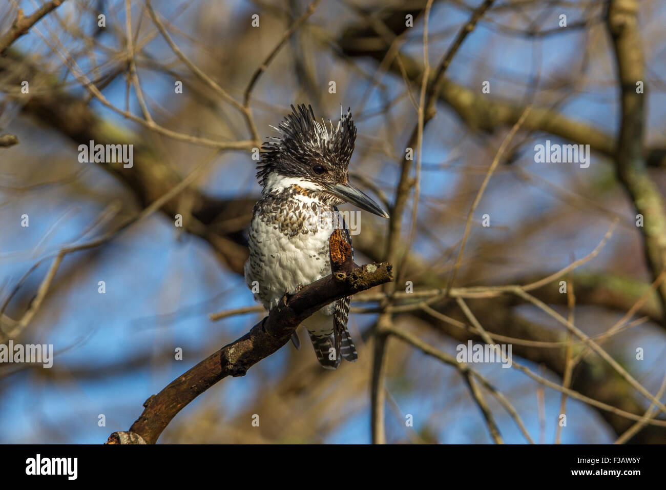 Crested kingfisher sur une branche à Jim Corbett National Park, Inde. Banque D'Images