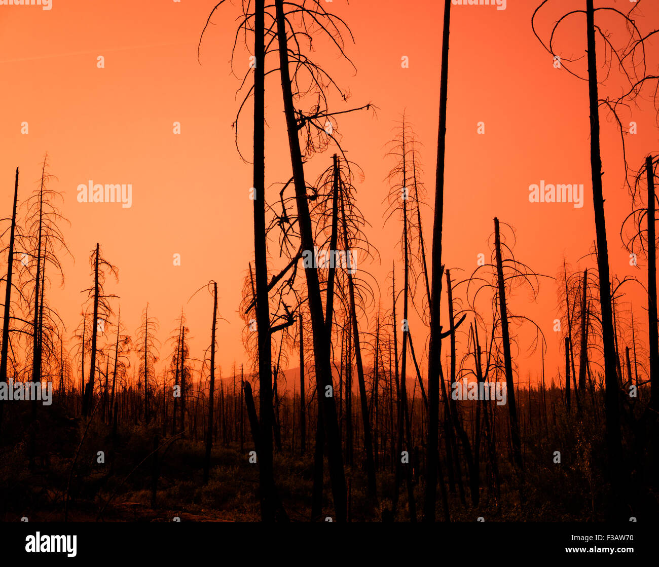 Coucher du soleil rouge à travers les arbres d'une forêt brûlée après un incendie Banque D'Images