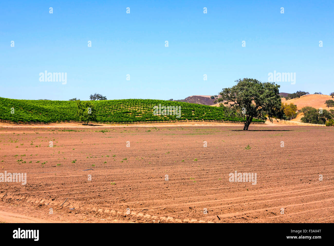 Vue sur les vignes dans la région de coeur FOXEN Canyon Wine Trail à Santa Barbara Comté de Californie Banque D'Images