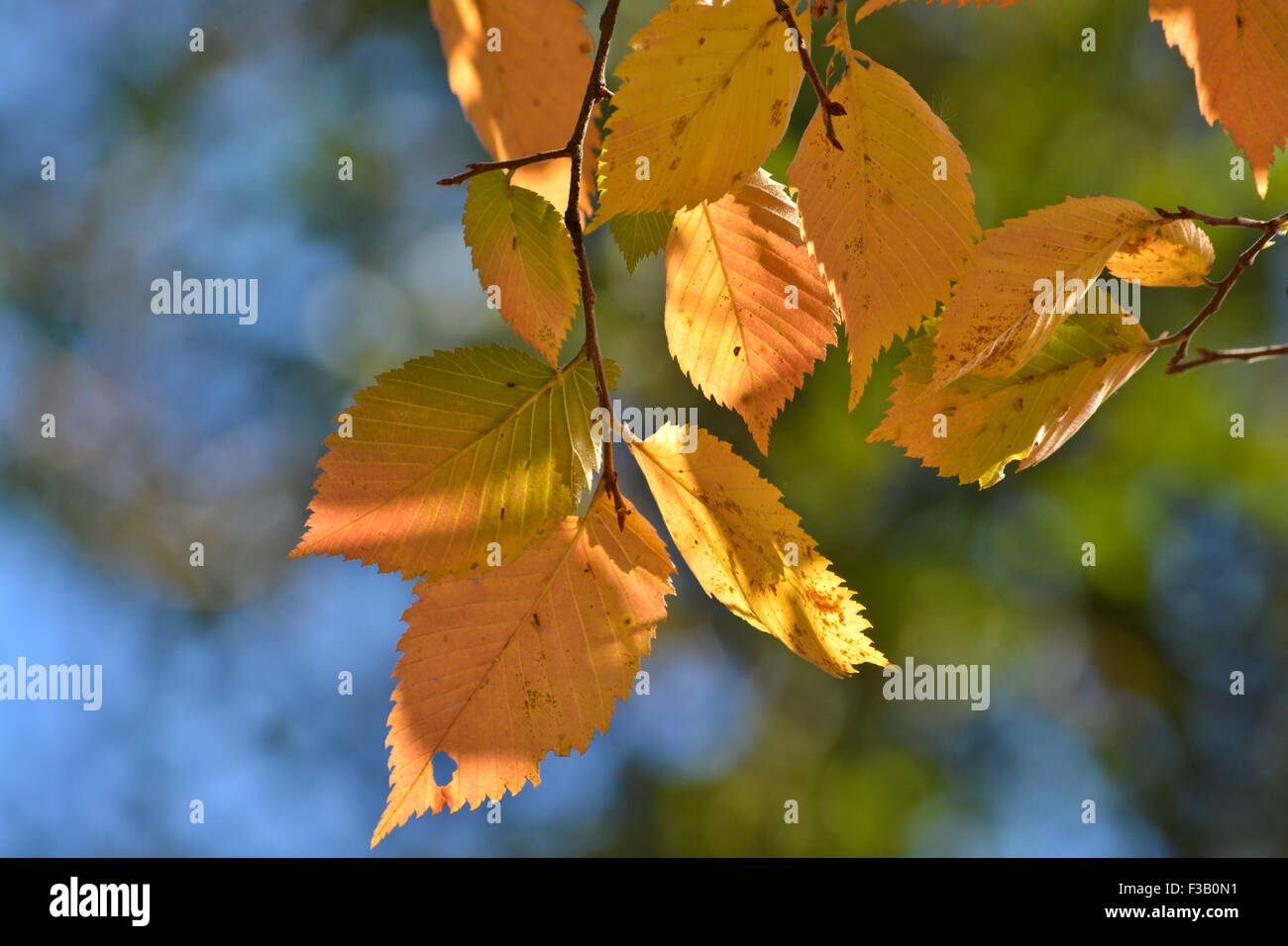 Feuilles d'automne sur les ormes. L'automne est la saison des feuilles qui tombent et de beaux arbres. Banque D'Images