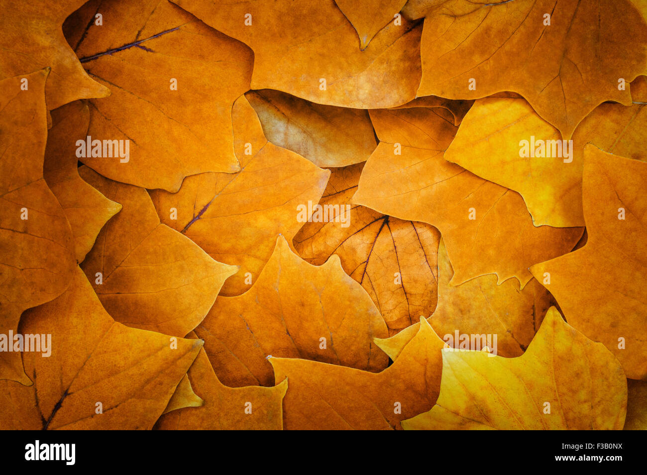 Les feuilles d'automne background Banque D'Images