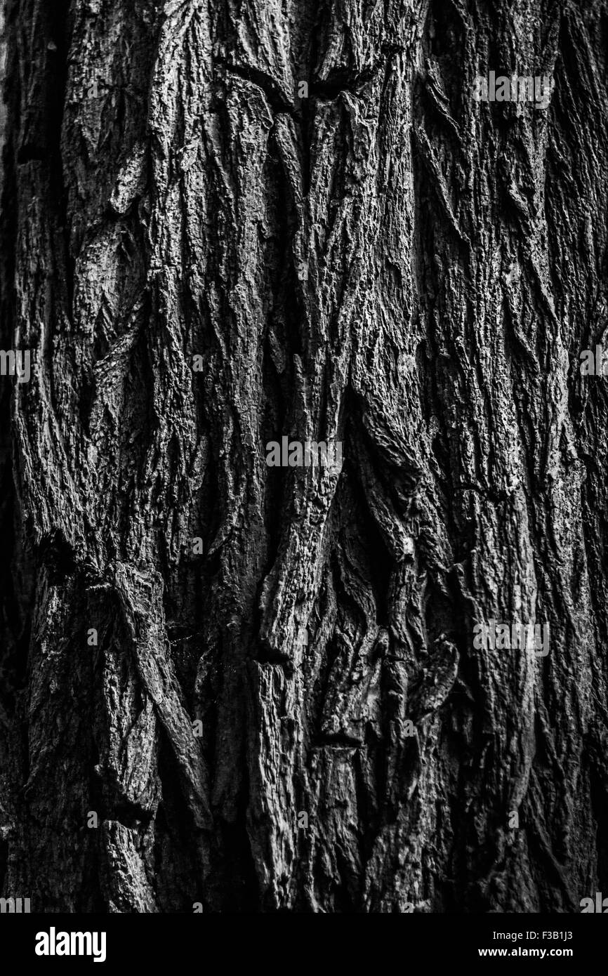 Vieil arbre en bois Banque D'Images