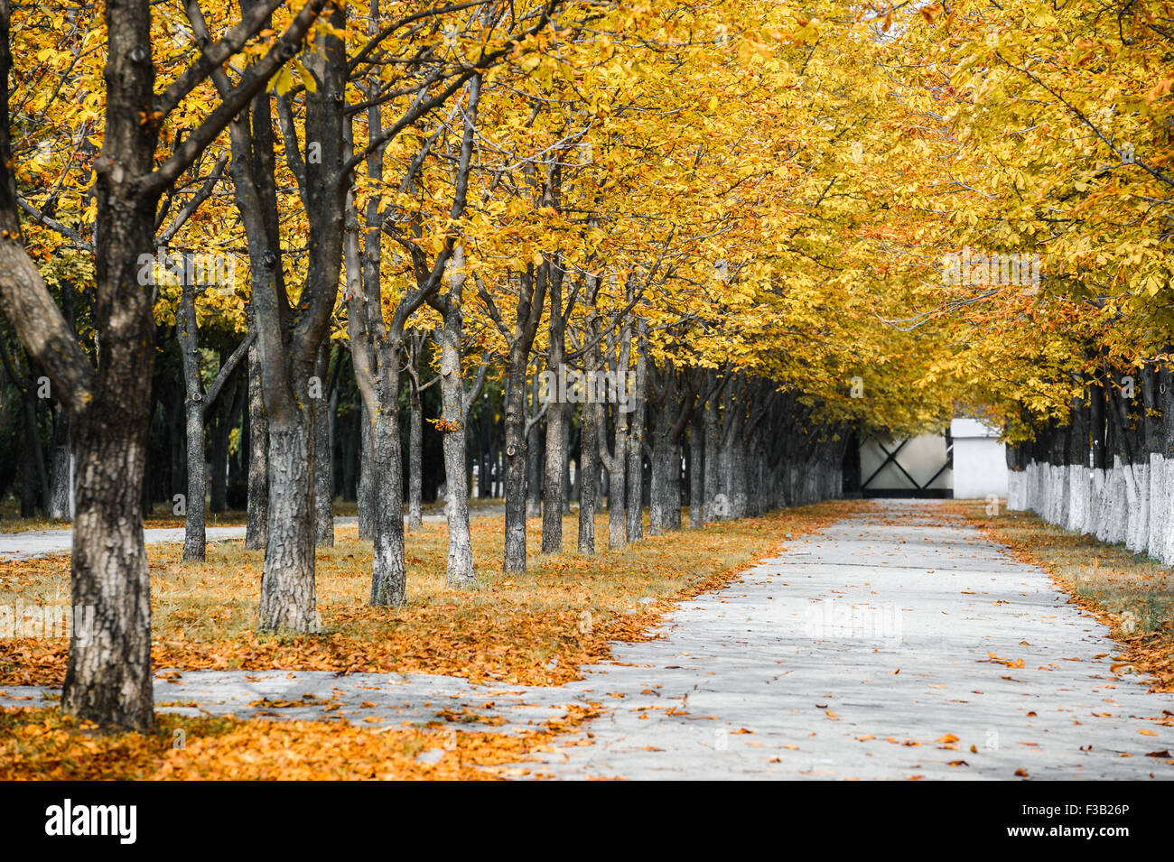 Autumn park alley Banque D'Images