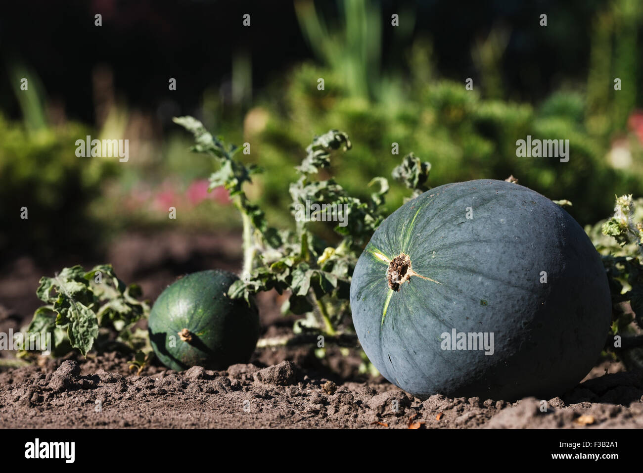 La maturation des pastèques dans le potager Banque D'Images