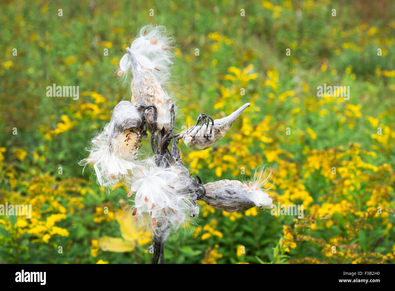 Les gousses d'asclépiades burst pour libérer leurs graines dans un champ vert avec des fleurs jaune or. Banque D'Images