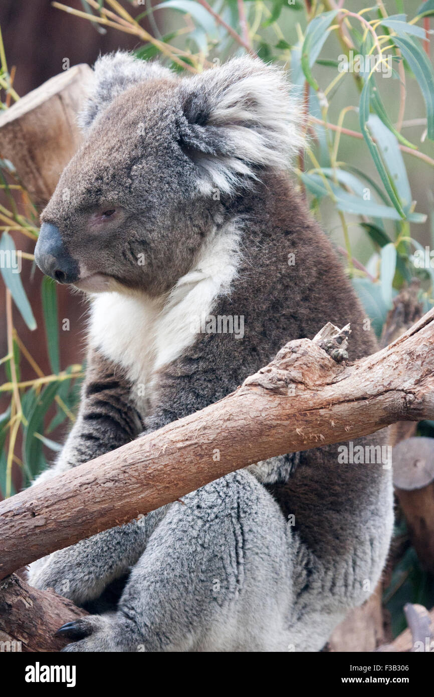 Koala dans un arbre d'eucalyptus en Australie Banque D'Images