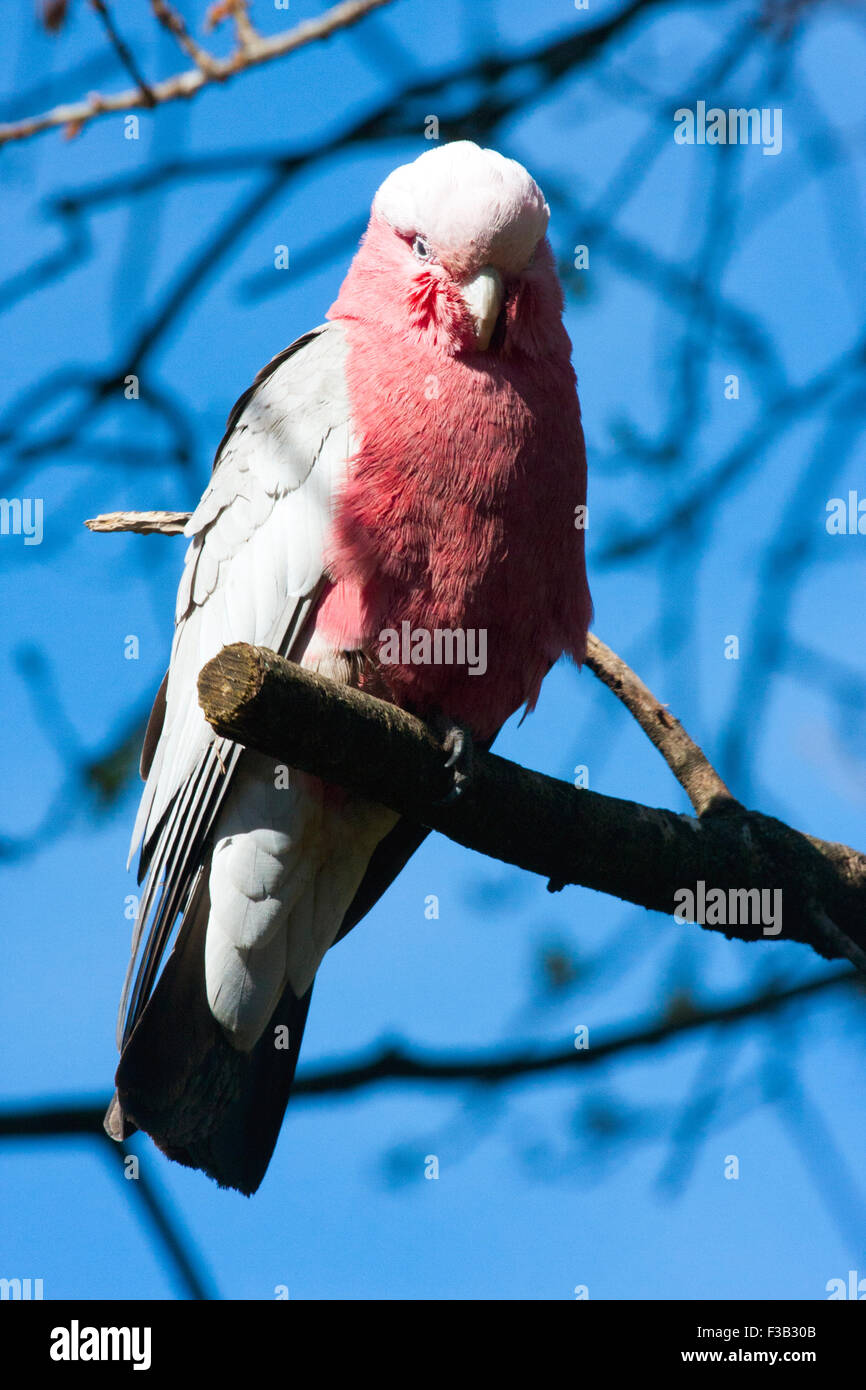 Cacatoès cacatoès rosalbin en arbre australien Banque D'Images