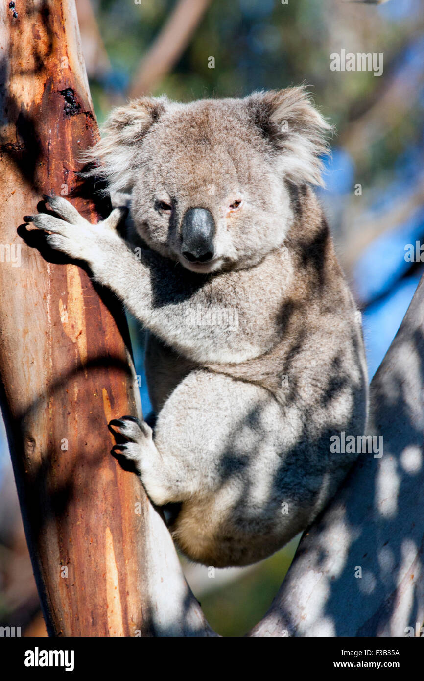 Koala dans un arbre d'eucalyptus en Australie Banque D'Images