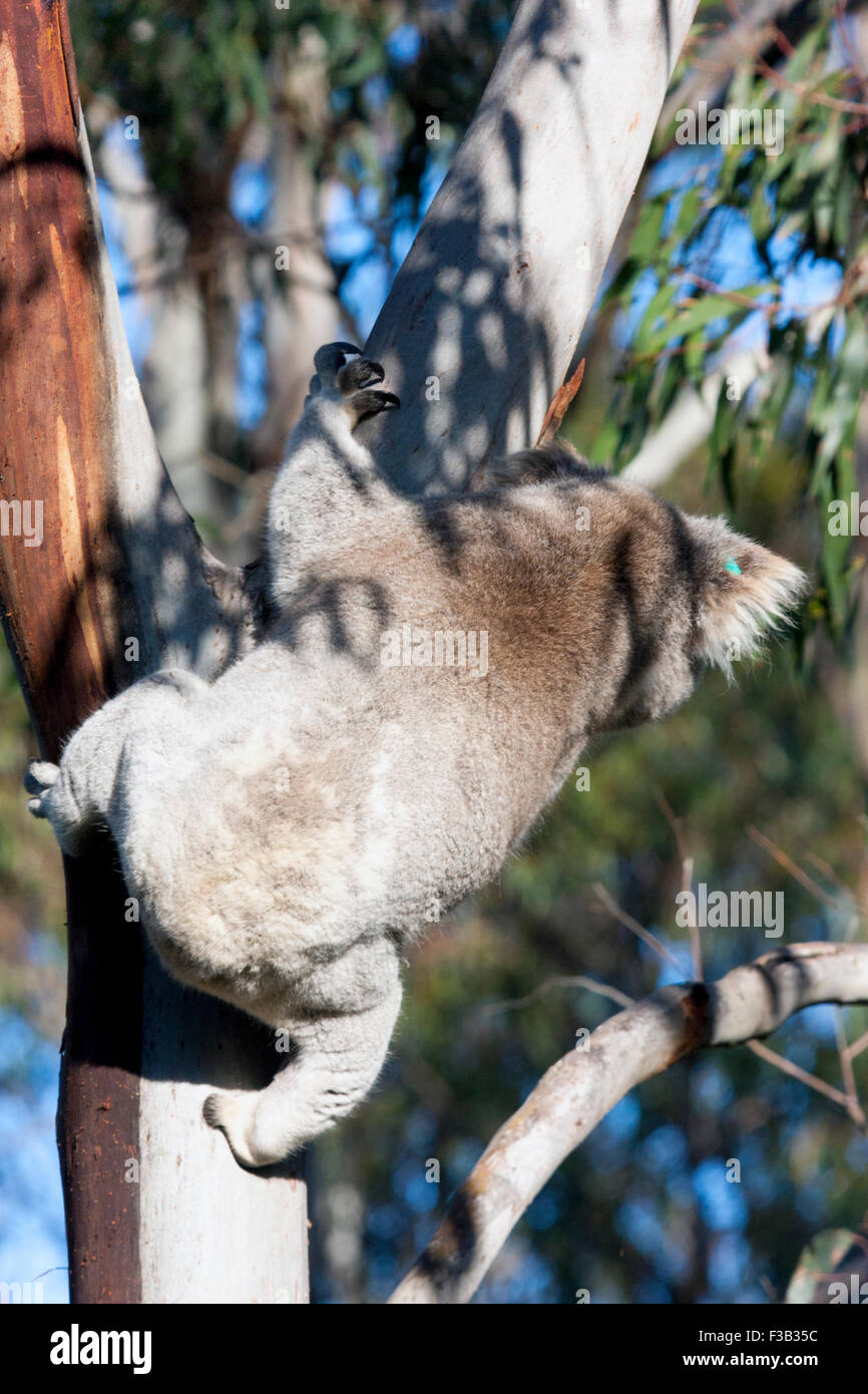 Koala dans un arbre d'eucalyptus en Australie Banque D'Images