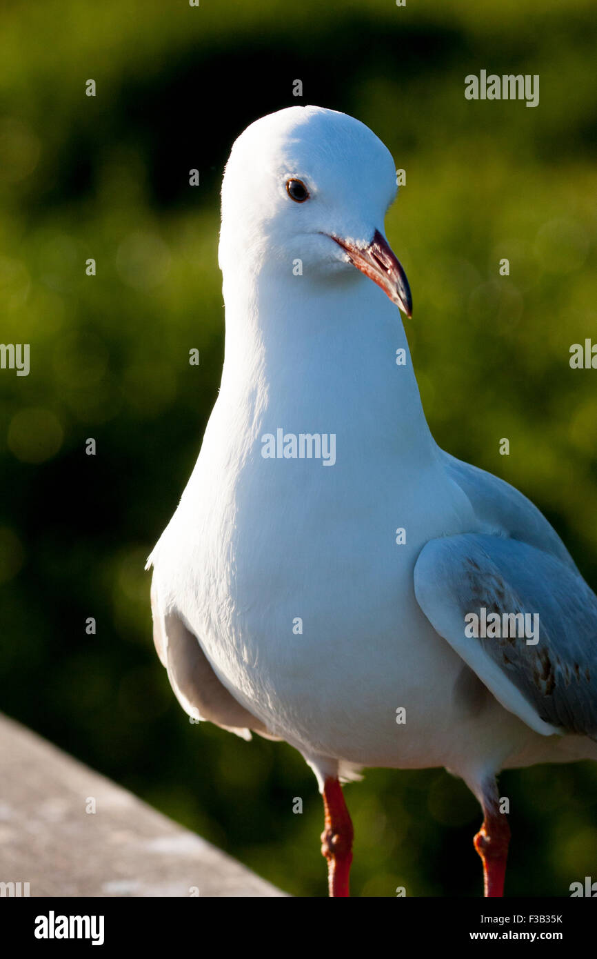 Mouette australienne Banque D'Images