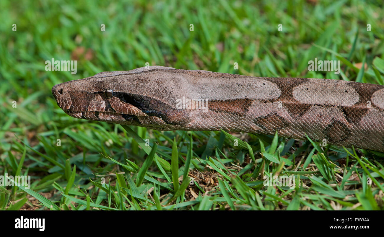 Red-tailed Boa constrictor (Boa), Jardim da Amazonia Lodge, Mato Grosso, Brésil Banque D'Images