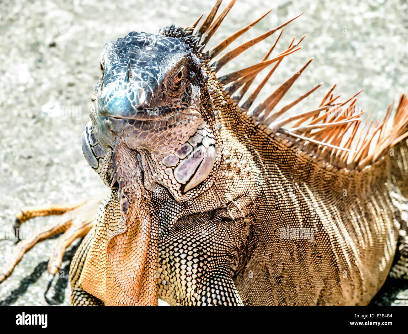 Iguane vert, looking at camera au Costa Rica Banque D'Images