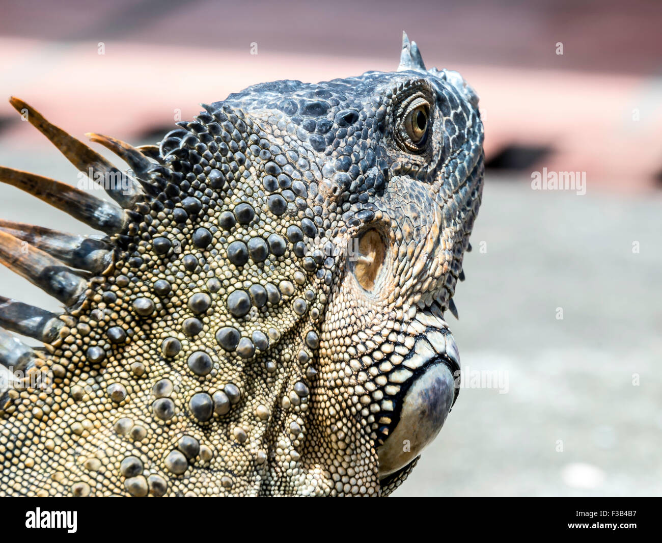 Iguane vert au Costa Rica Banque D'Images