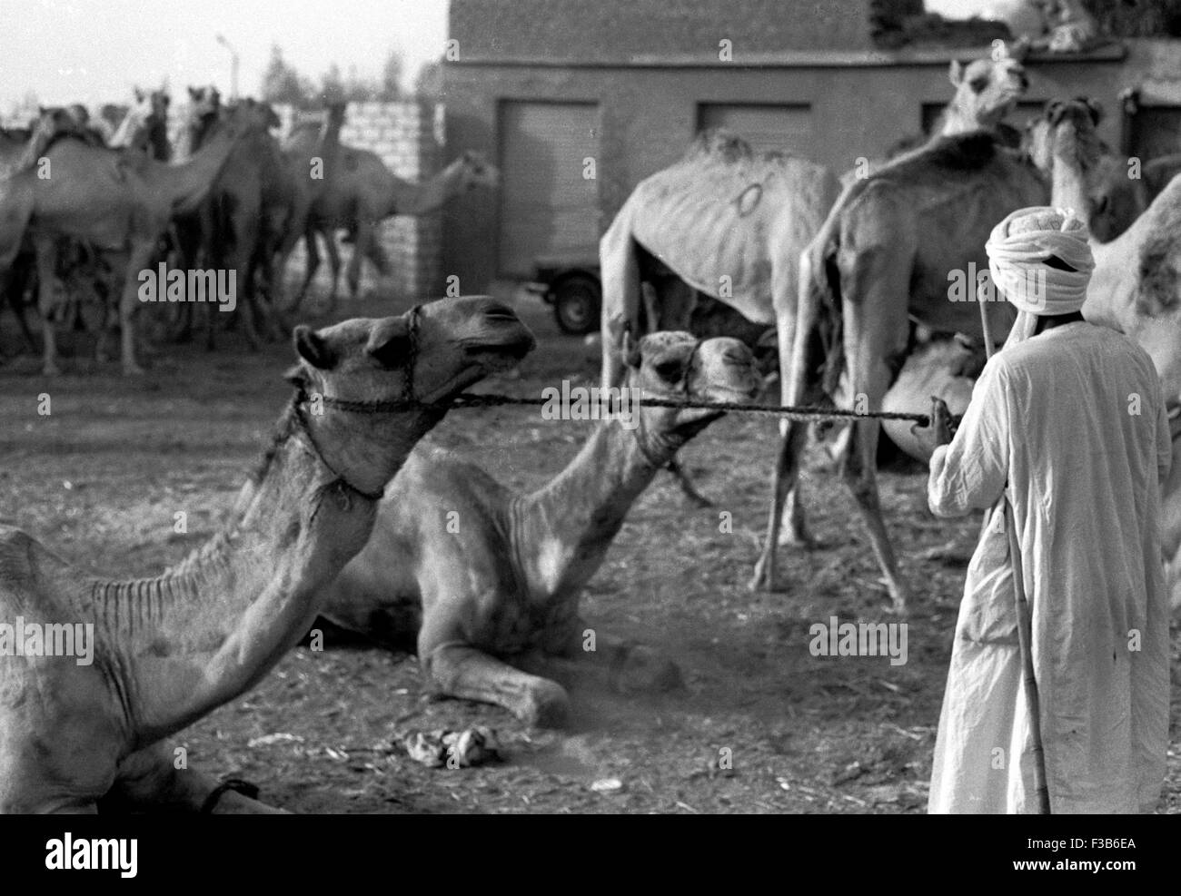 Marché aux chameaux Egypte brian mcguire Banque D'Images