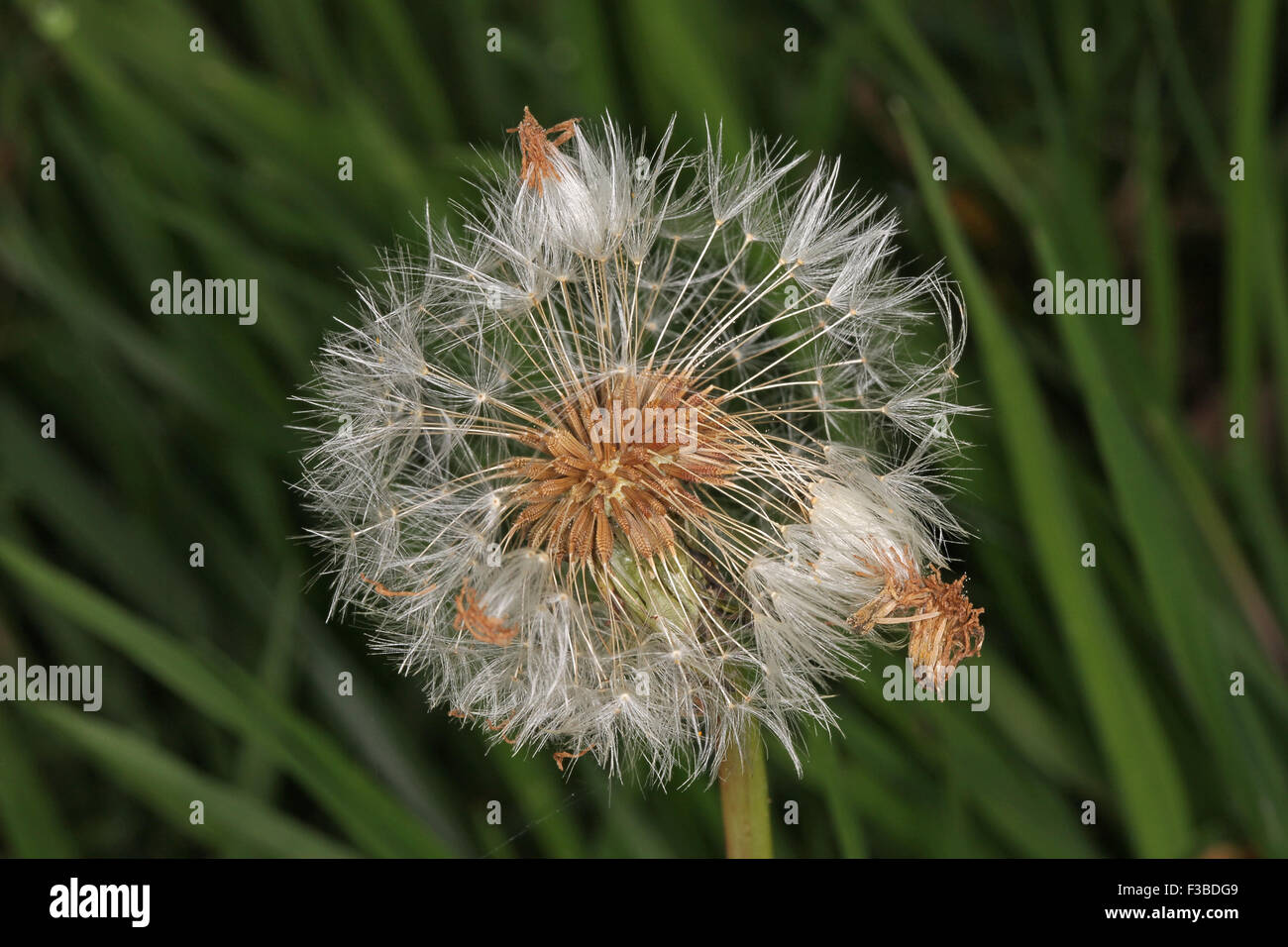 La photo en gros plan d'une fleur de pissenlit allé à la graine. Banque D'Images