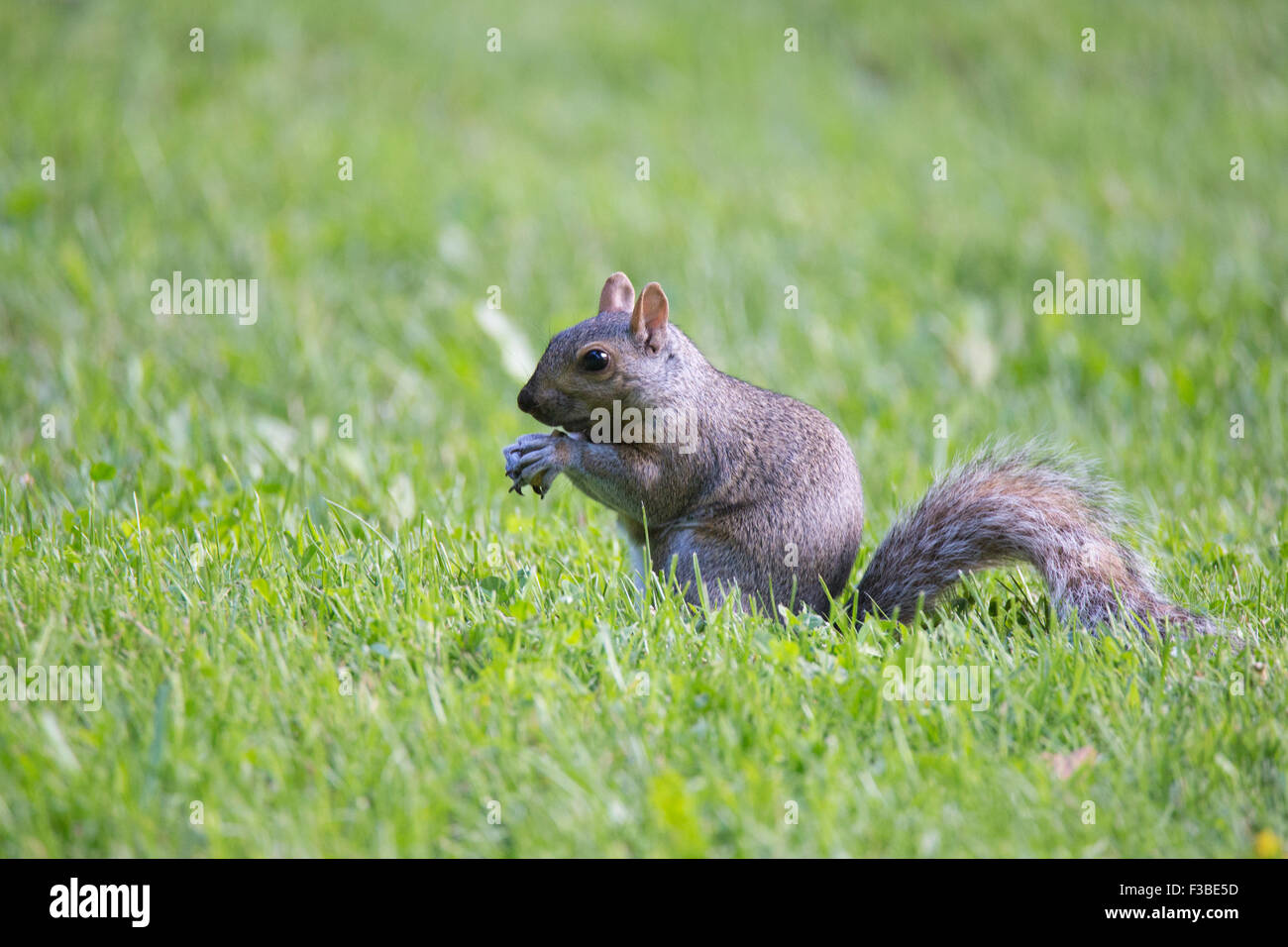 L'Écureuil gris (Sciurus carolinensis) en été. Banque D'Images