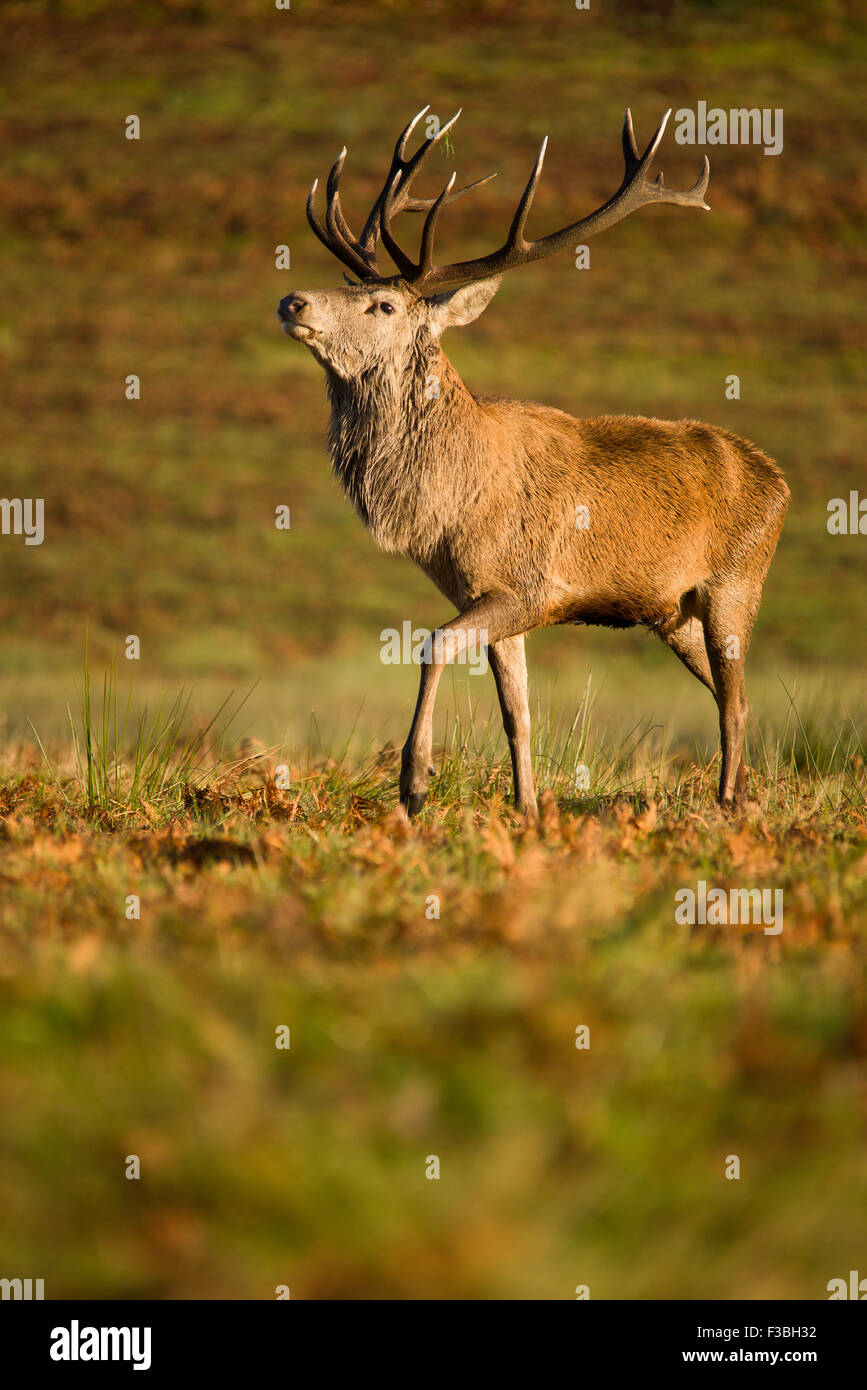 Grand mâle red deer stag pavane in early morning light Banque D'Images